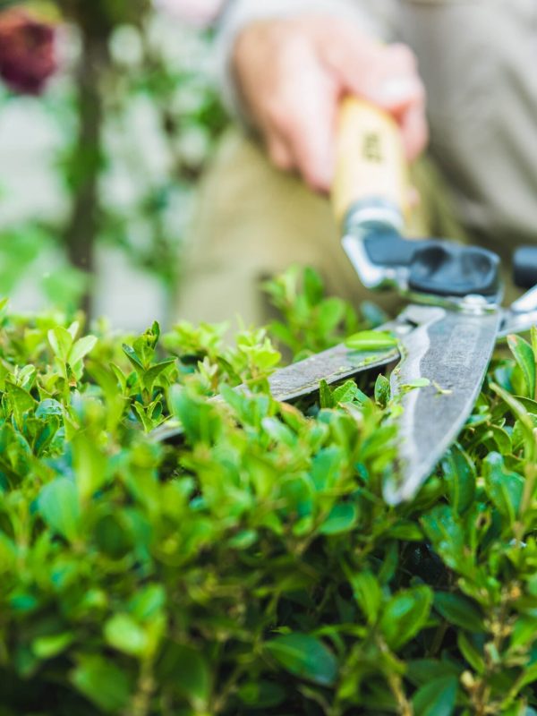 garden-shears-trimming-hedge-ADY8VCM-min